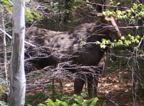 Moose052905